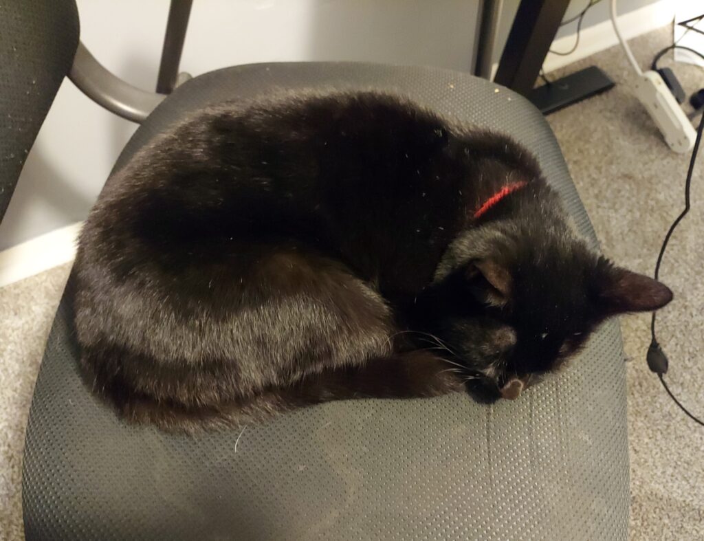 A photo of Matt's cat Blackbriar at work in the office.